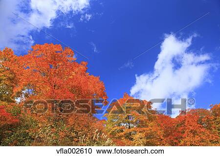 Trees and sky View Large Photo Image Stock Image - Trees and sky. Fotosearch