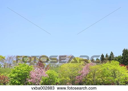 Trees and sky View Large Photo Image Stock Image - Trees and sky. Fotosearch