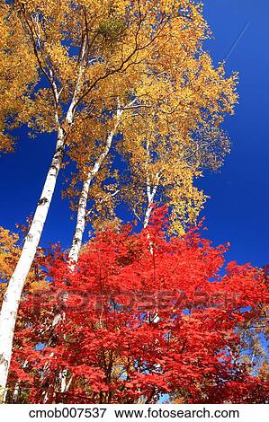 Trees and sky View Large Photo Image Stock Photo - Trees and sky. Fotosearch
