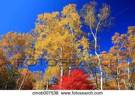 Trees and sky View Large Photo Image Stock Photo - Trees and sky. Fotosearch