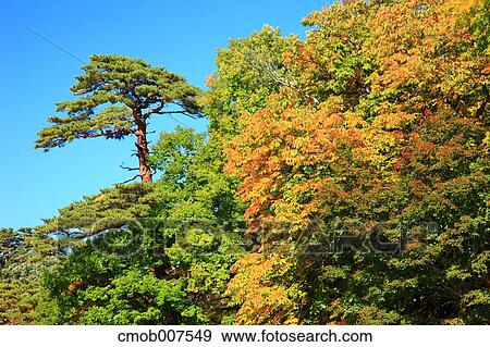 Trees and sky View Large Photo Image Stock Photo - Trees and sky. Fotosearch