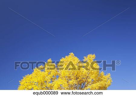 Trees and sky View Large Photo Image Stock Photo - Trees and sky. Fotosearch