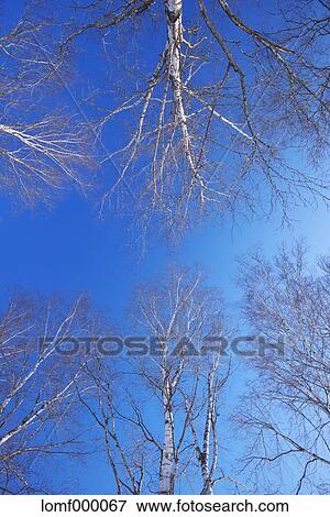 Trees and sky View Large Photo Image Stock Photo - Trees and sky. Fotosearch