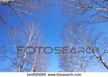 Trees and sky View Large Photo Image Stock Photo - Trees and sky. Fotosearch