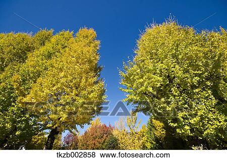 Trees and sky View Large Photo Image Stock Photo - Trees and sky. Fotosearch