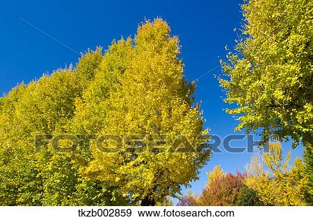 Trees and sky View Large Photo Image Stock Photo - Trees and sky. Fotosearch