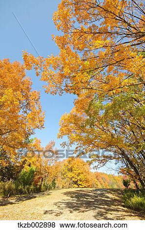 Trees and sky View Large Photo Image Stock Photo - Trees and sky. Fotosearch