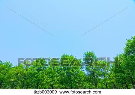 Trees and sky View Large Photo Image Stock Photo - Trees and sky. Fotosearch