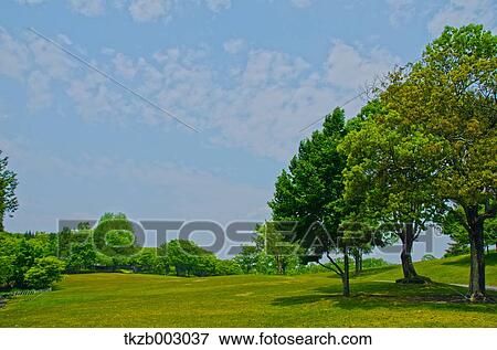 Trees and sky View Large Photo Image Stock Photo - Trees and sky. Fotosearch