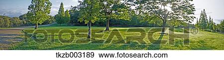 Stock Photo - Trees and sky. Fotosearch