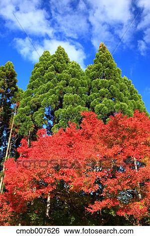Trees and sky View Large Photo Image Stock Photograph - Trees and sky. Fotosearch