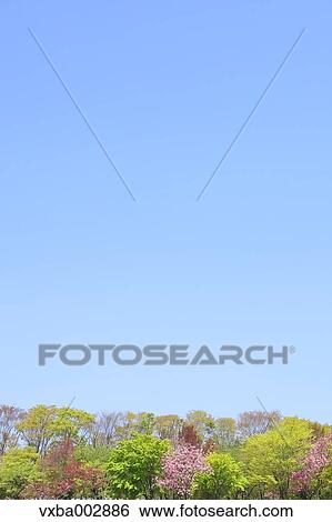 Trees and sky View Large Photo Image Stock Photograph - Trees and sky. Fotosearch