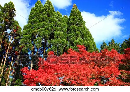 Trees and sky View Large Photo Image Stock Photography - Trees and sky. Fotosearch