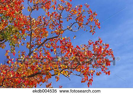 Trees and sky View Large Photo Image Stock Photography - Trees and sky. Fotosearch