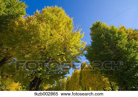 Stock Photography - Trees and sky. Fotosearch