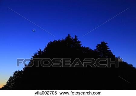 Trees at night View Large Photo Image Stock Photography - Trees at night. Fotosearch