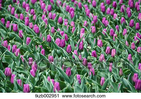 Stock Image - Tulips. Fotosearch