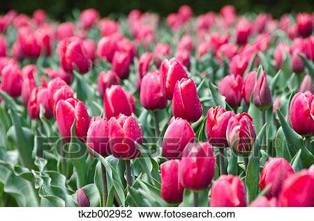 Tulips View Large Photo Image Stock Image - Tulips. Fotosearch