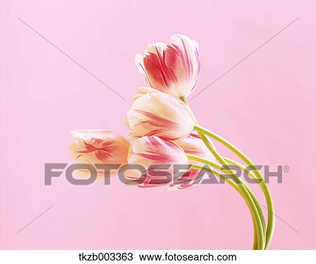 Tulips View Large Photo Image Stock Image - Tulips. Fotosearch