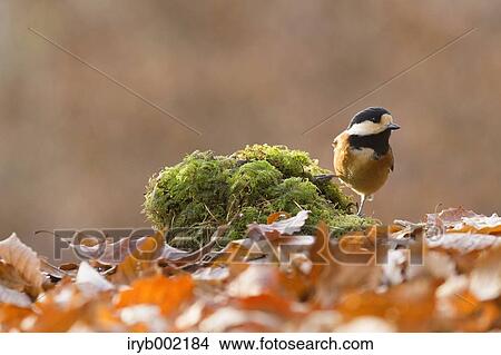 Picture - Varied Tit. Fotosearch