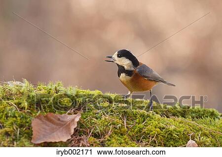 Varied Tit View Large Photo Image Stock Image - Varied Tit. Fotosearch