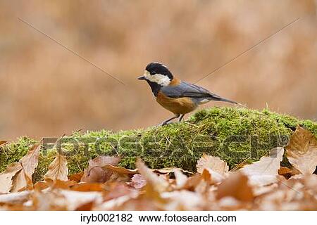 Varied Tit View Large Photo Image Stock Image - Varied Tit. Fotosearch