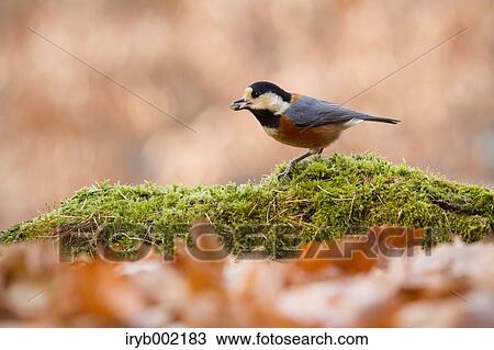 Varied Tit View Large Photo Image Stock Image - Varied Tit. Fotosearch