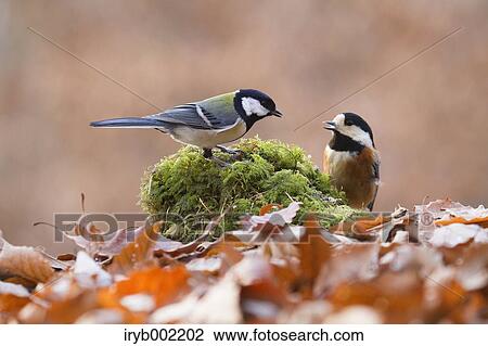 Varied Tit View Large Photo Image Stock Image - Varied Tit. Fotosearch
