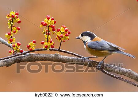 Varied Tit View Large Photo Image Stock Image - Varied Tit. Fotosearch