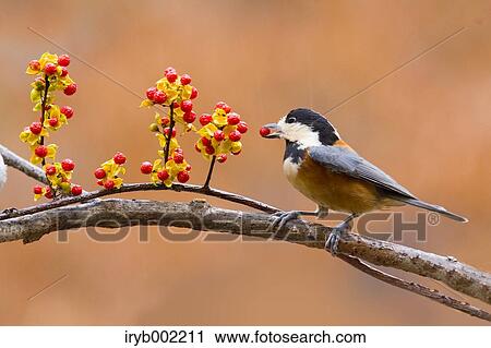 Varied Tit View Large Photo Image Stock Image - Varied Tit. Fotosearch