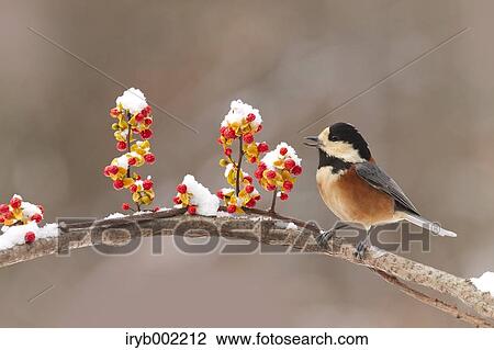 Varied Tit View Large Photo Image Stock Image - Varied Tit. Fotosearch