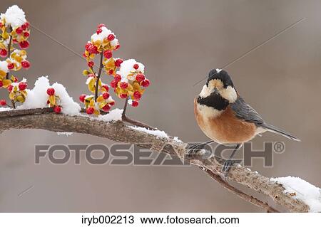 Varied Tit View Large Photo Image Stock Image - Varied Tit. Fotosearch