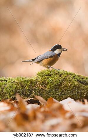 Varied Tit View Large Photo Image Stock Photo - Varied Tit. Fotosearch