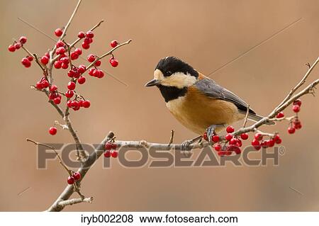 Varied Tit View Large Photo Image Stock Photo - Varied Tit. Fotosearch