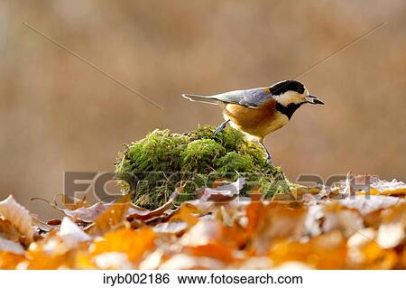 Varied Tit View Large Photo Image Stock Photograph - Varied Tit. Fotosearch