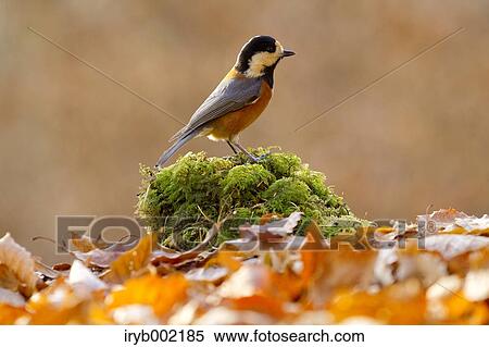 Varied Tit View Large Photo Image Stock Photography - Varied Tit. Fotosearch
