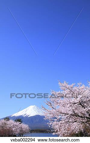 View of Mount Fuji View Large Photo Image Picture - View of Mount Fuji. Fotosearch