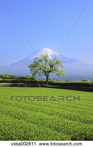 View of Mount Fuji View Large Photo Image Stock Image - View of Mount Fuji. Fotosearch
