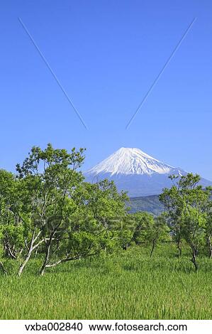 View of Mount Fuji View Large Photo Image Stock Image - View of Mount Fuji. Fotosearch