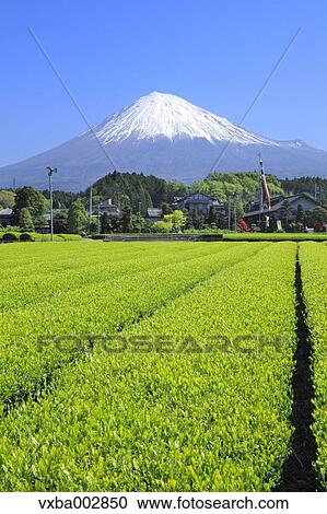 View of Mount Fuji View Large Photo Image Stock Image - View of Mount Fuji. Fotosearch