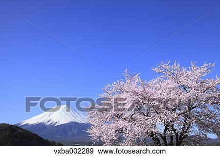 Stock Photo - View of Mount Fuji. Fotosearch