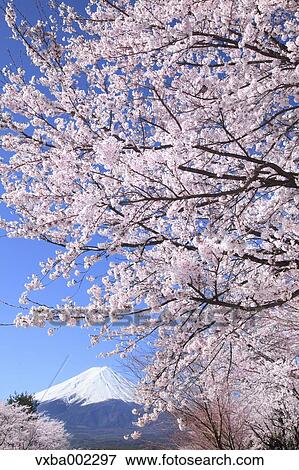 View of Mount Fuji View Large Photo Image Stock Photo - View of Mount Fuji. Fotosearch