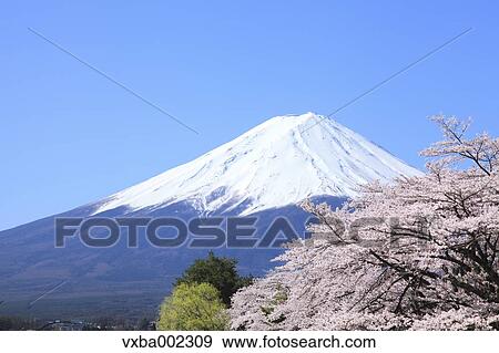 Stock Photo - View of Mount Fuji. Fotosearch