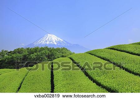 View of Mount Fuji View Large Photo Image Stock Photo - View of Mount Fuji. Fotosearch