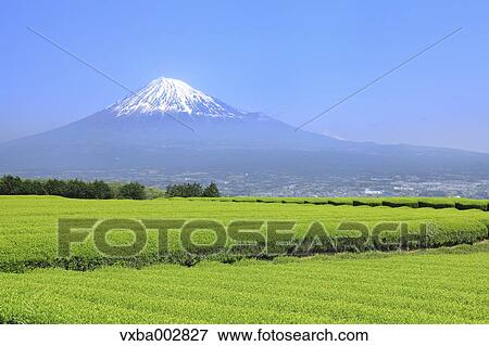 View of Mount Fuji View Large Photo Image Stock Photo - View of Mount Fuji. Fotosearch