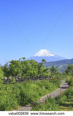 Stock Photo - View of Mount Fuji. Fotosearch