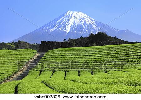 View of Mount Fuji View Large Photo Image Stock Photograph - View of Mount Fuji. Fotosearch