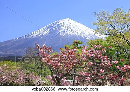View of Mount Fuji View Large Photo Image Stock Photograph - View of Mount Fuji. Fotosearch