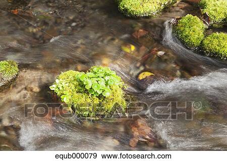 Stock Photo - Water stream. Fotosearch
