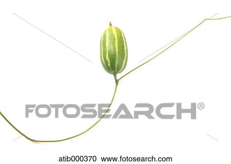Watermelon View Large Photo Image Stock Image - Watermelon. Fotosearch